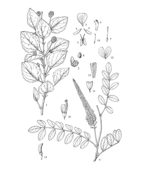 Natural compounds from  Cullen corylifolium